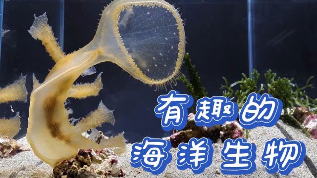 有趣的海洋生物