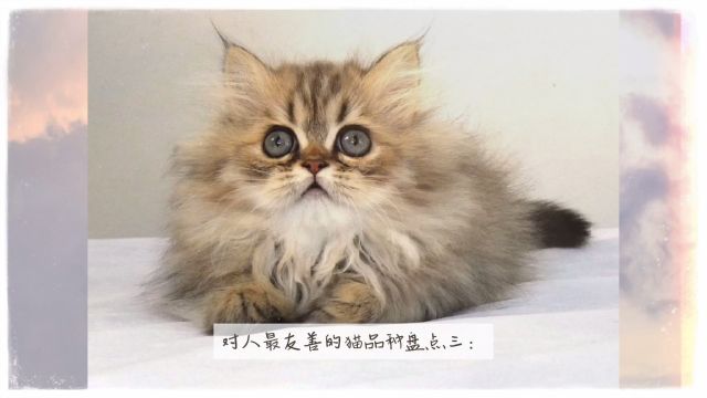 对人最友善的猫品种盘点三:金吉拉猫、异国短毛猫、临清狮猫