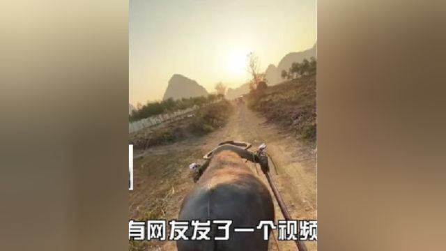 网友们“真男人座驾”大比拼!鸡哥:你可真是那个啊!