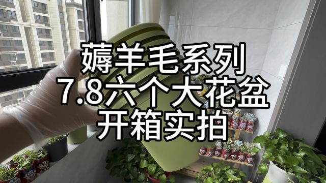 7.8元包邮6个大花盆,你还不心动吗?