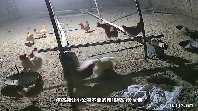 黄鼠狼深更半夜跳进鸡圈捕抓小鸡