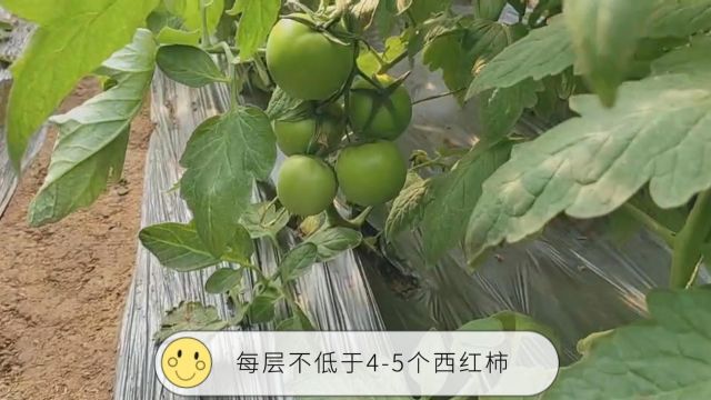 水溶肥品牌大棚西红柿长势整齐、挂果量大、个头匀称,河北王大哥用夫沃施沃叶水溶肥