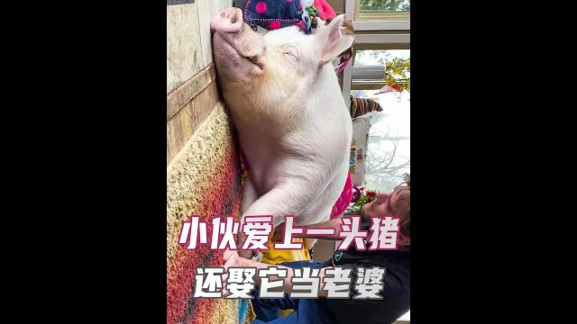 小伙与猪的爱情故事.