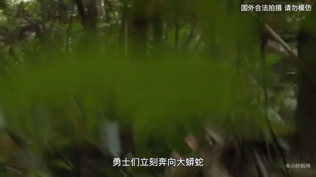 国外人类学家现场实拍,记录下刚果原始雨林族人,在森林里寻找一条超级巨蟒爱护大自然保护野生动物国外合法狩猎真实户外