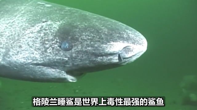 爱吃北极熊?单身150年的格陵兰睡鲨,咋这么厉害?#海洋动物#鲨鱼 3