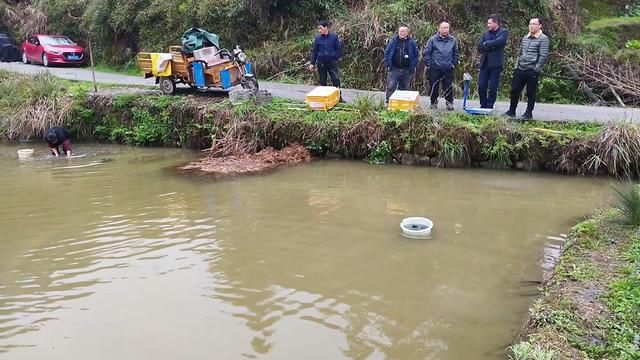 田螺养殖,这才是真本事,不玩虚的,结结实实给邵阳养殖户上一课