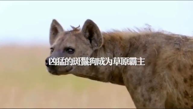 斑鬣狗究竟有多凶猛