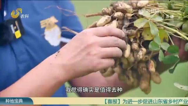 花生营养价值、经济效益高,产量差别却很大,到底值不值得去种?