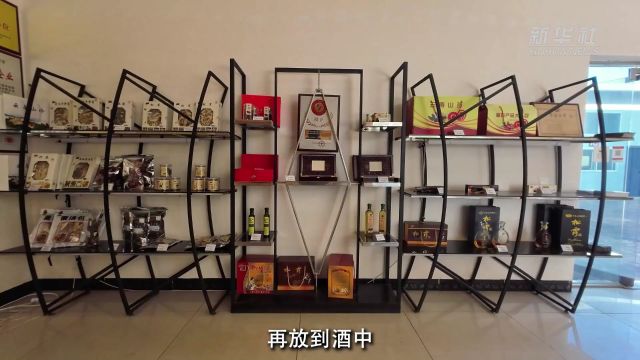 从“猪拱菌”到“黑钻石”——中国主产区大力发展松露产业