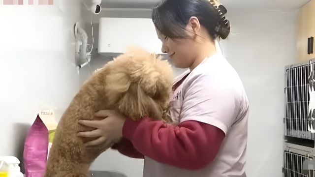 小型犬VIP房一天357元?春节临近宠物寄养价格普遍上涨