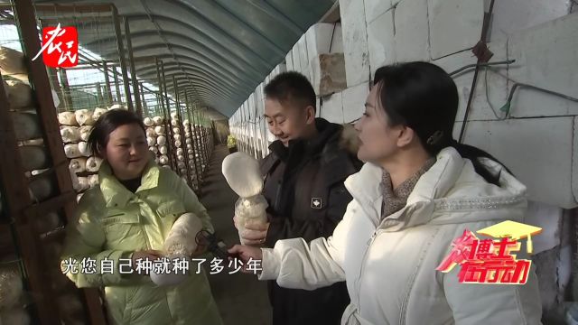 科技助农  为啥我家的白灵菇精品率高 秘诀一