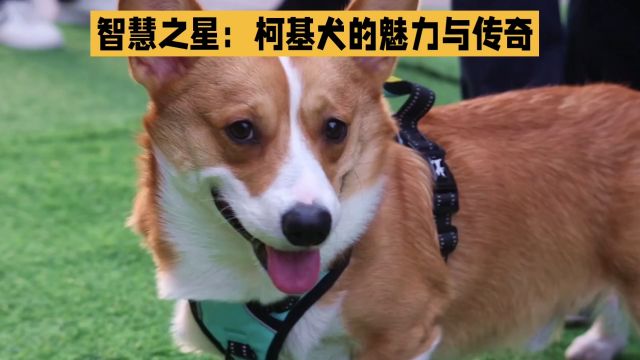 智慧之星:柯基犬的魅力与传奇