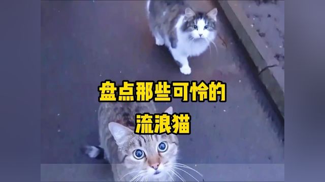 盘点那些可怜的流浪猫! #流浪猫 #谁能拒绝傻憨憨的小猫 #猫咪的可爱瞬间