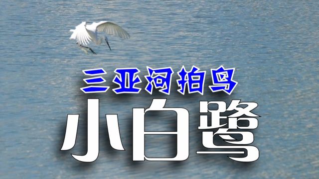 小白鹭勤劳捕鱼,大白鹭不劳而获抢食,旅居海南三亚野外拍鸟纪实