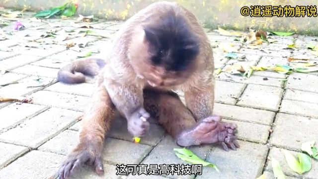 猴子妈妈误以为猴宝宝捡到的打火机是高级饮料呢,可结局让猴泪目野生动物猴子搞笑动物的迷惑行为创作灵感