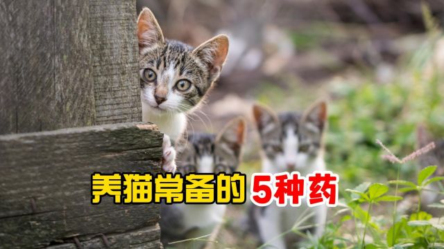 养猫常备的药,帮你省下很多钱!