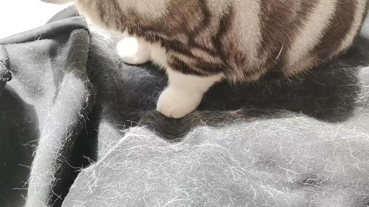 猫咪换毛季掉毛就像蒲公英,鱼油片一定要坚持给它吃,不然一屋子猫毛可