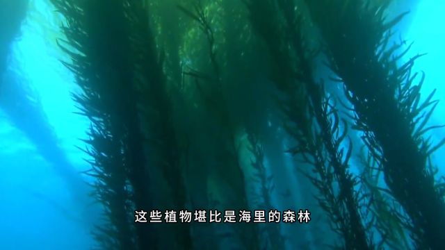 海洋中最小的哺乳动物,海獭的安逸生活,以及残酷的成长之路1