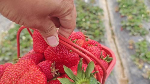 采摘大草莓，拳头一样大的草莓，吃一口超甜超满足