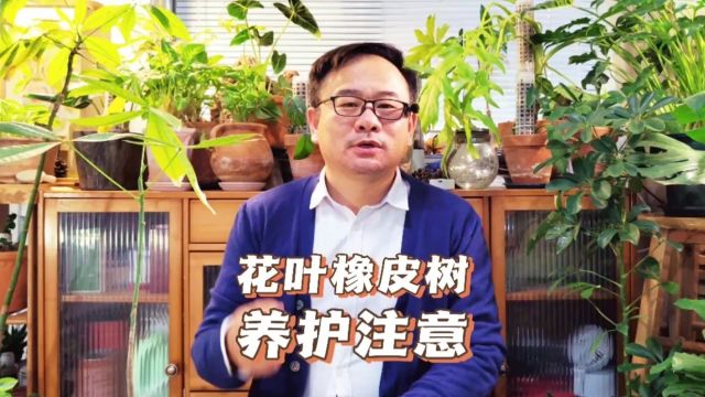 花叶橡皮树的养殖方法和注意事项:做好6件事,纹理醒目别具特色