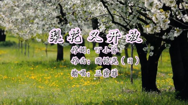 梨花又开放 作词:丁小齐 作曲:因幡晃(日) 演唱:王紫菲