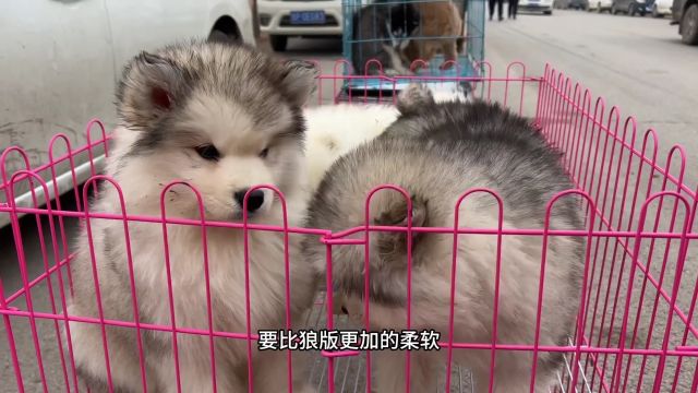 狗市大型猛犬还真抢手,一瞬间就被围上来人,老板要价4500一条