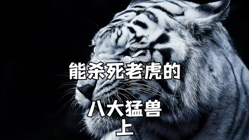 你以为百兽之王，就能横扫整个动物界吗？盘点能杀死老虎的猛兽！ #野生动物 #猫科动物 #野兽