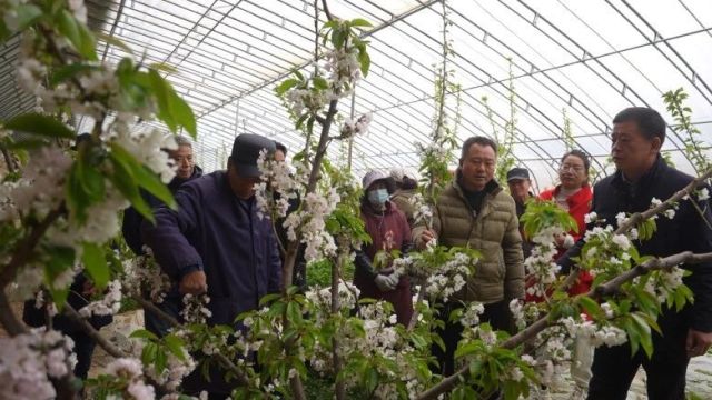 《铜川三农》第8期 节后上班第一天 农技服务到田间