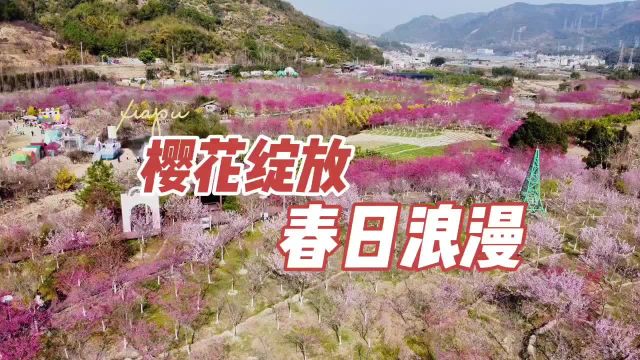 福建霞浦玉潭樱花谷:樱花绽放醉游人