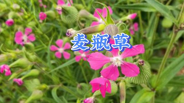 中草药——麦瓶草