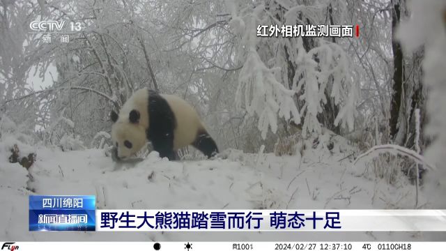 四川绵阳野生大熊猫踏雪而行 萌态十足