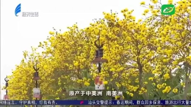 【打卡】澄海这乡里的村道满,吸引游客前往观赏打卡...