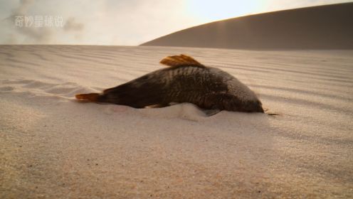 甲鲶鱼：沙漠中行走的鱼