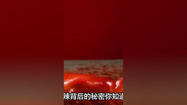 辣椒为什么会越吃越上瘾?“辣”背后的秘密你知道吗?#辣椒 1