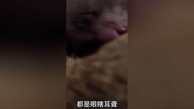 狐狸幼崽刚出生时,没有视觉和听觉也无法行走#看动物世界品百味人生#野生动物零距离