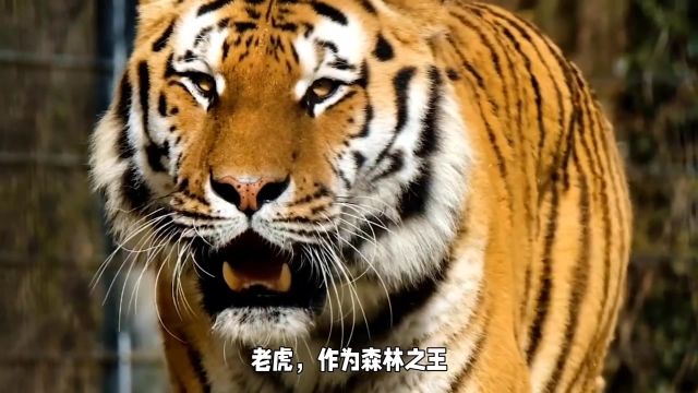 凶猛的老虎不仅仅是森林之王这么简单