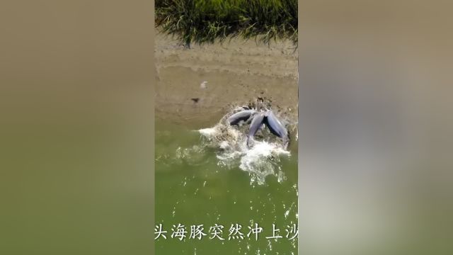 宽吻海豚独特的捕食方式的迷惑行为