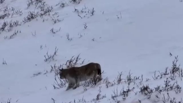 四川石渠:摄影爱好者拍到猞猁外出觅食影像