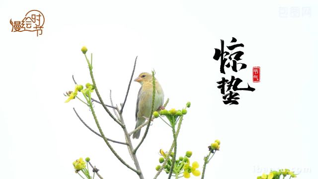 手绘24节气|惊蛰到 春雷声声惊醒了谁的梦?