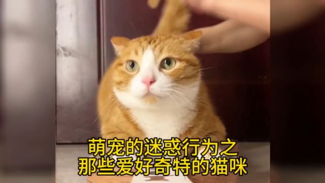 那些爱好奇特的猫咪