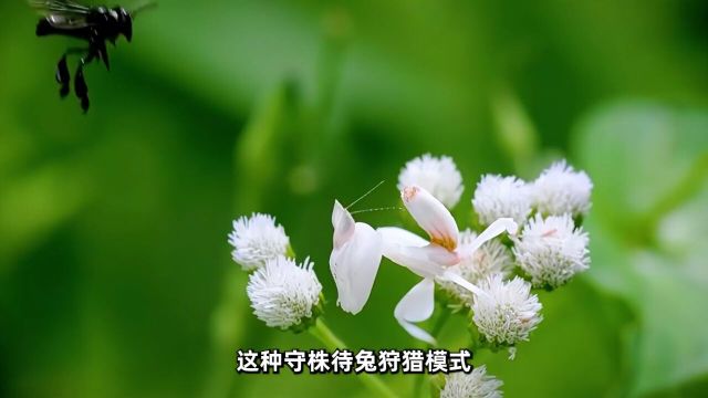 神奇动物在兰花螳螂大自然科普一下奇妙的动物