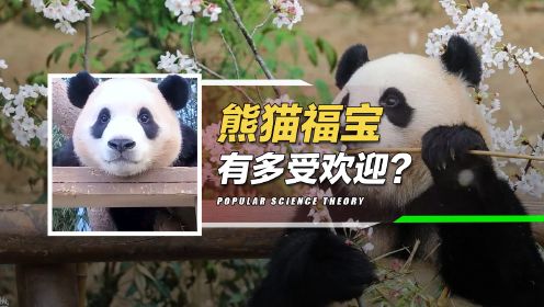 大熊猫“福宝”即将回国？两位爷爷哭成泪人，韩国人有多爱福宝？