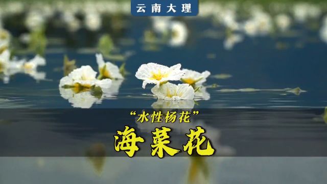 听说这种仙气飘飘的小花,叫“水性杨花”,不仅好看,还很好吃