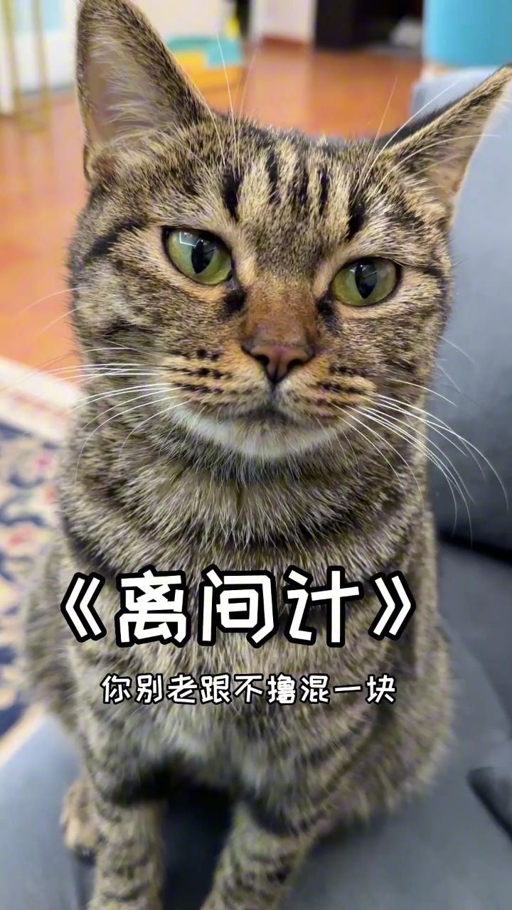 螳螂捕蝉,黄雀在后