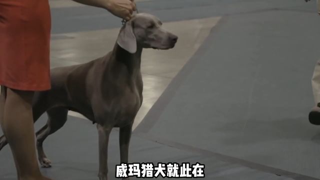 威玛猎犬看着就很高级,换了皮肤确实不一样#威玛猎犬 #威玛犬 #魏玛猎犬 #猎犬 #大型犬