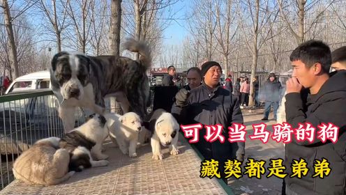 狗中巨无霸,能把藏獒打到怀疑人生,200