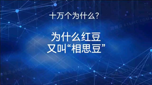 为什么红豆又叫相思豆?