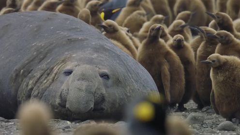 那些生活在南极的动物们：海豹科中最大的种类——象海豹
