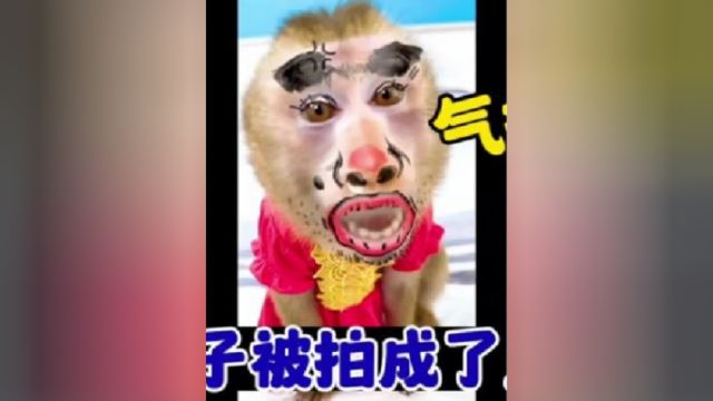 气疯啦,小猴子被妹妹拍成了丑八怪,可小猴子的做法却很感人