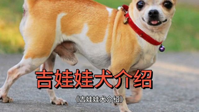 “你好天津《吉娃娃犬简绍》”